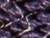 Purple/Black