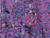 Dusty Purple Combo