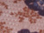 Taupe Combo