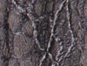 Charcoal