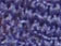PERIWINKLE