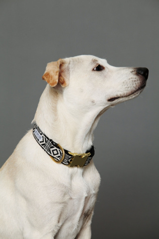Out of My Box Collar