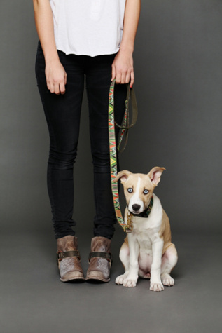 Tulip Field Leash