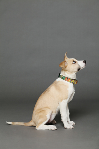 Finnegan's Standard Goods Tulip Field Collar in Pet-Collars