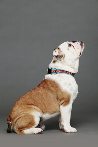 Good Vibes Printed Collar